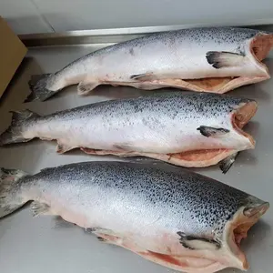 挪威冷冻HG鲑鱼