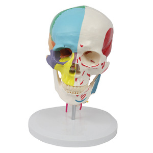 Modèle de crâne avec 7 vertèbres cervicales, séparation osseuse partielle et points d'origine et d'insertion musculaire partiels - Enseignement médical - Product Image 4