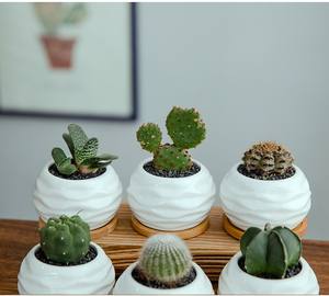 Maceta para flores suculentas, maceta creativa de cerámica, maceta pequeña de porcelana blanca suculenta, maceta para plantas (<span class=keywords><strong>planta</strong></span> no incluida) - Product Image 6