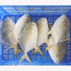 Pompano Dorado Entero Congelado IQF IWP de Gran Tamaño (800g+), Peso Neto 70%, Paquete Familiar, 40 lb, Producto Agrícola Chino - Product Image 6