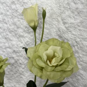 Venta al por mayor de flores artificiales de seda pura Lisianthus realista <span class=keywords><strong>Eustoma</strong></span> <span class=keywords><strong>Grandiflorum</strong></span> para la decoración de la boda del hogar - Product Image 4
