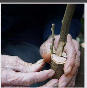 DD2620 ruban de film de greffage enveloppé auto-adhésif de réparation transparente extensible pour les plantes - Product Image 4