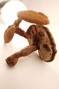 Высокое качество Reshi гриб Рейши экстракт гриба - Product Image 3