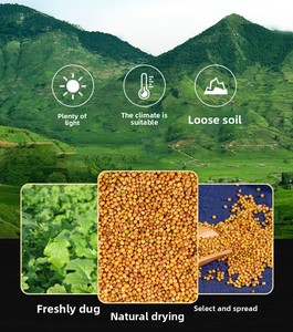 Graines de <span class=keywords><strong>moutarde</strong></span> jaunes brutes séchées en vrac, pureté élevée 99%, sans soufre, pour la marinade, l'assaisonnement et l'extraction d'huile comestible - Product Image 2