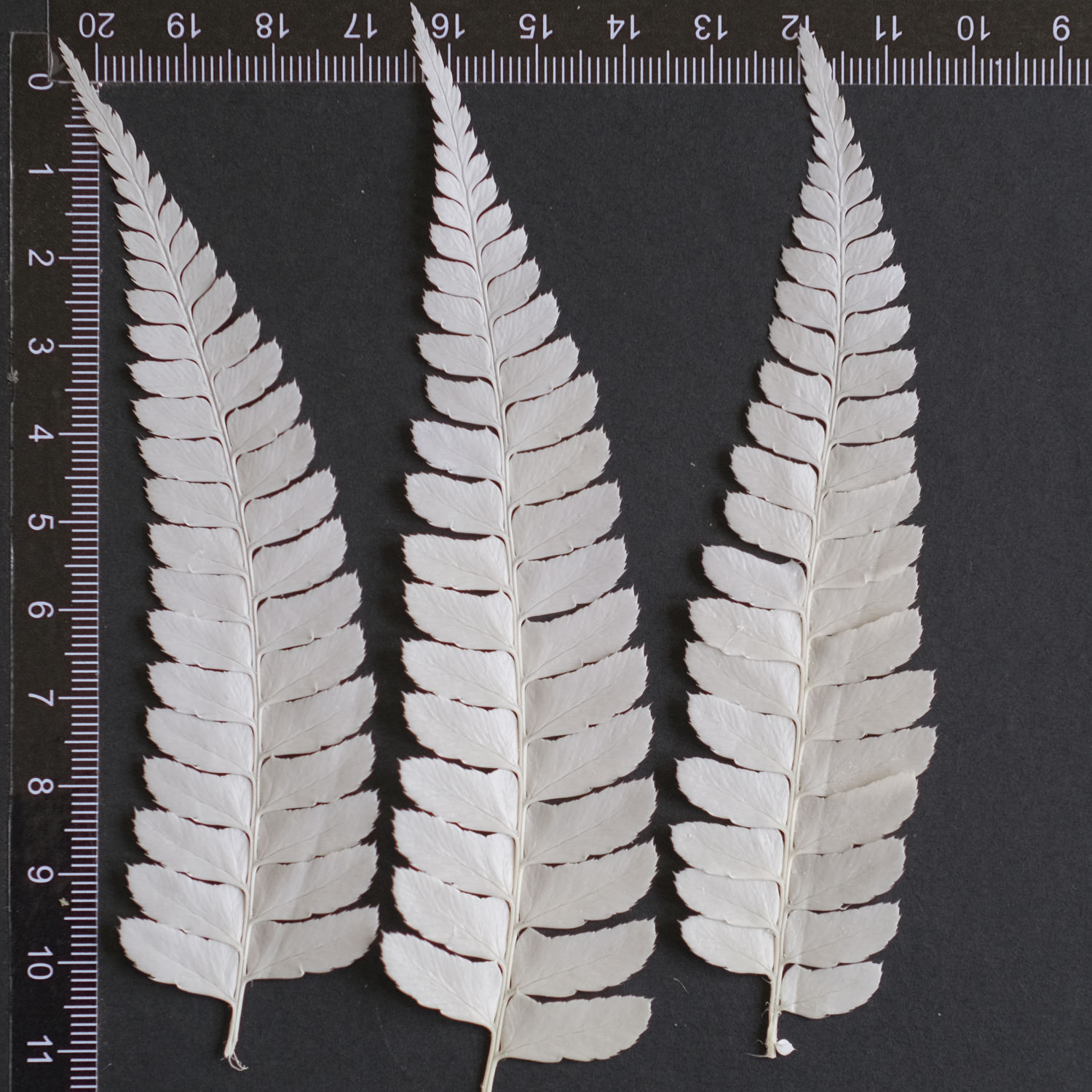 MH687 New York Fern white 8-11cm 12pcs