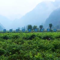 Té verde orgánico de alta calidad Zhangjiajie Berry, Té saludable para bajar de peso, producto agrícola exportado a granel