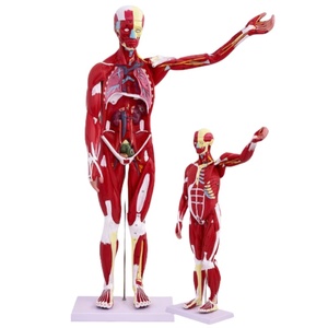 Sekiz sistem İnsan anatomisi modelleri sinir sindirimi, endokrin, motilite, lenfatik üriner sistem anatomisi modelleri öğretim için - Product Image 3