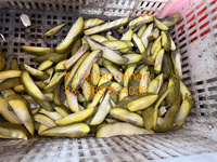 Découpeuse de tranchage de bande de mangue verte fraîche/découpeuse de puces de mangue