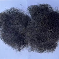 Usine en gros lavé de bonne qualité propre crin de cheval bouclés pour matelas Mongolie poils de queue de cheval