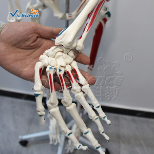 Modelo de esqueleto humano a escala 1:1 de 170 cm de altura con origen e inserciones musculares, con partes desmontables. - Product Image 3