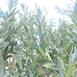Fabbrica su misura piante artificiali decorazione 2.4m grandi ulivi finti artificiali per giardino albero finto decorazione