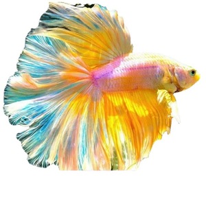 Peces Betta, Peces Ornamentales Tropicales de Agua Dulce, Fáciles de Mantener, Resistentes, Mascotas de Acuario - Product Image 3