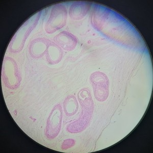 Factory direct supply of <b>microscope</b> slides, animal tissues, epididymal sections, and biology teaching equipment. - Product Image 2