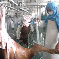 Ligne d'abattage automatique 10-100 bovins/jour équipement d'abattoir de boeuf clé en main avec moteur pour petits abattoirs