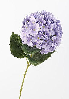 สีม่วงอ่อน