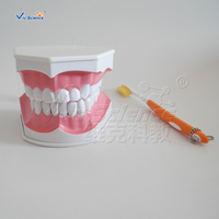 Modelo de Enseñanza de Cepillado Dental Ampliado 2 Veces con Cepillo de Dientes para Educación en Higiene Bucal, CE ISO ROHS CNAS