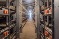 Poulailler Élevage de volailles cage à poulets de type h avec contrôle automatique de la température