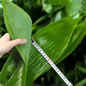 <span class=keywords><strong>Feuilles</strong></span> <span class=keywords><strong>de</strong></span> <span class=keywords><strong>bambou</strong></span> sushi fraîches emballées sous vide vert naturel Décoration alimentaire <span class=keywords><strong>Feuilles</strong></span> <span class=keywords><strong>de</strong></span> <span class=keywords><strong>bambou</strong></span> <span class=keywords><strong>séchées</strong></span> Décoration - Product Image 5