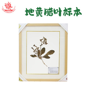 Spécimens préservés de Rehmannia glutinosa, une plante naturelle et cultivée artificiellement, sont conservés dans des bocaux en verre. - Product Image 4