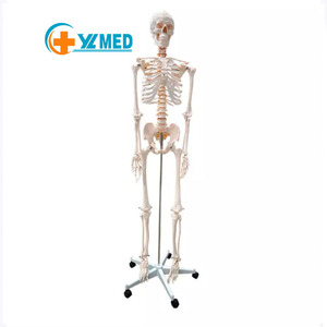 <span class=keywords><strong>Esqueleto</strong></span> educativo de tamaño real para uso médico, modelo de <span class=keywords><strong>esqueleto</strong></span> biológico de 178cm de altura con soporte para todo el cuerpo - Product Image 1