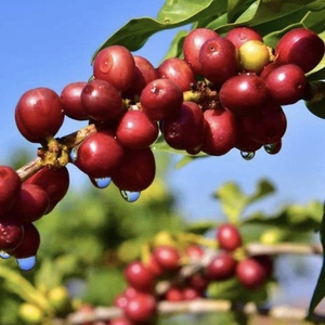 2022 Floral Fragrant Balance Elegant Flavored Instant Yunnan Arabica <strong>Vanilla</strong> Dark Roast <strong>Coffee</strong> 10 Sachets/ Box - Product Image 5