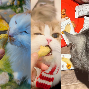 Campioni gratuiti 100% snack naturali per animali domestici ad alto contenuto proteico vari sapori cibo per cani liofilizzato per gatti - Product Image 6