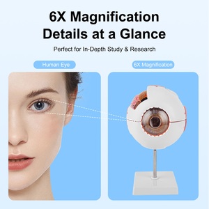 Modelo Anatómico de Ojo TB-01 para Entrenamiento y Demostración Oftalmológica, Marca Innovue Opto, Material ABS, 1 Año de Garantía - Product Image 3