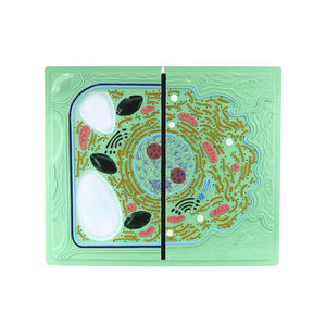 Modelo de comparación de células vegetales y animales, estructura microscópica <span class=keywords><strong>celular</strong></span>, modelo de disección, visualización de estructura vegetal, Biología - Product Image 1