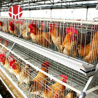 Système d'alimentation automatique pour poussins en cage de couvaison de type A pour projet agricole, équipement avicole commercial pour poulaillers – Fournisseur