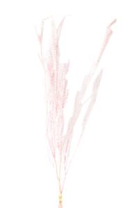 Fábrica de Yunnan, venta al por mayor, espada, hojas de helecho dentadas, conservación multicolor, hojas dentadas de oveja dentadas para graduación - Product Image 5