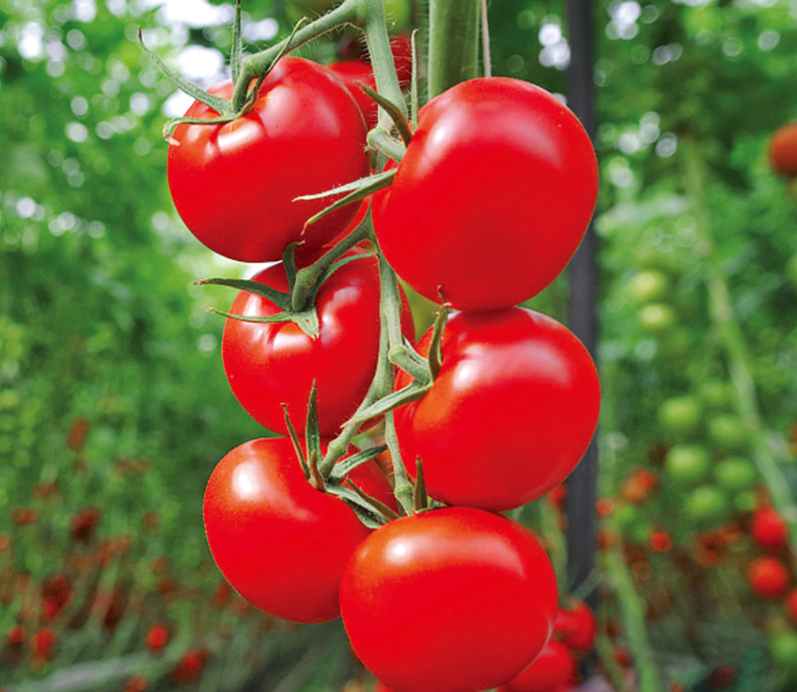 томат гибрид тарасенко 2. семена гибридных томатов фото. томат штраух. семена гибридов томатов.