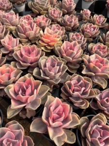 Adorno de suculenta Rainbow Variegata para jardín, pared exterior, interior, hogar, oficina, balcón, decoración de pared, fondo para espacios habitables - Product Image 5