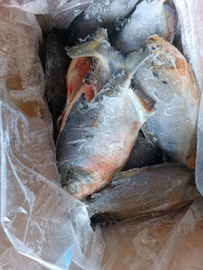 Frozen Red <strong>Pacu</strong> <strong>Fish</strong> Good Price Whole Round Frozen Red Pomfret <strong>Pacu</strong> - Product Image 4