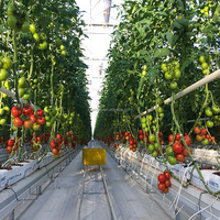 Serre en polycarbonate à tunnel pour l'agriculture automatique/les bâtiments commerciaux, avec climatisation contrôlée pour une culture complète de tomates