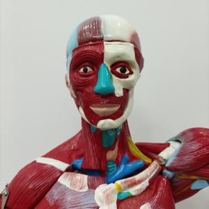 Modèle anatomique humain complet en plastique pour l'enseignement médical, 27 parties, démonstration anatomique masculine, pour l'apprentissage des élèves - Product Image 5