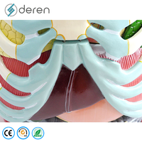 Modèle d'anatomie de la cavité thoracique grandeur nature en silicone souple PVC, cœur et poumons, couleur naturelle, pour les écoles de médecine et les universités