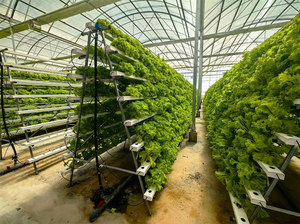 Juego completo de sistema de cultivo hidropónico Nft, marco de forma vertical para plantar vegetales - Product Image 2