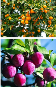 Abamectina Spirotetramat 15% SC, Pesticida Agrícola para Árboles Frutales y Flores, Contra Insectos, Ácaros Rojos y Arañas, Acaricida Compuesto - Product Image 4