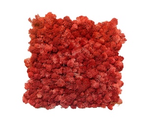 Panneaux de mousse verte naturelle carrée en gros, décoration de bureau, lichen stabilisé préservé, décoration murale de Noël, lichen préservé - Product Image 5