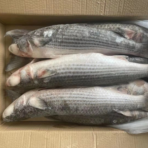 Mullet gris d'exportation de Chine, poisson entier congelé IQF 90% NW - Product Image 3