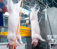 Solution clé en main pour l'abattage des porcs, équipement complet d'abattoir