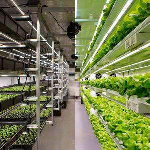 Contenedor de Envío para Cultivo Skyplant, Fábrica de Plantas con PLC y Luz LED para una Estructura Estable, Cultivo de Hongos - Product Image 5