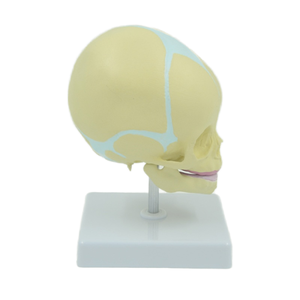 Modelo de cabeza fetal de 30 semanas de gestación DARHMMY con base para ciencia médica - Product Image 2