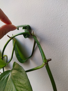 Meilleures ventes : Clips de <span class=keywords><strong>fixation</strong></span> <span class=keywords><strong>murale</strong></span> auto-adhésifs pour plantes grimpantes de jardin, support invisible pour la traction des lianes, pour le soutien des plantes domestiques - Product Image 4