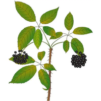 Extrait de Ginseng Sibérien Naturel de Haute Qualité GMP, Qualité Alimentaire, Poudre d'Eleutheroside HPLC, Emballage Sous Vide, 100% Soluble dans l'Eau, Conditionné en Fût