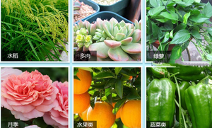 Dinotefuran 3% GR Granulado, <span class=keywords><strong>Insecticida</strong></span> Sistémico para Plantas de Hogar, Flores, Rosas, Control de Pulgas e Insectos, Pesticida Agrícola para Suelo - Product Image 5