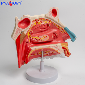 Modelo anatómico <span class=keywords><strong>de</strong></span> la cavidad nasal tres veces más grande con secciones transversales <span class=keywords><strong>de</strong></span> hueso nasal y <span class=keywords><strong>cartílago</strong></span> para la ciencia médica - Product Image 4