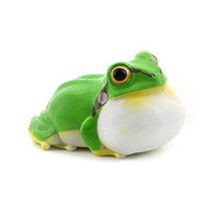 Nouveauté transfrontalière en promotion : Figurines d'animaux sauvages en PVC massif à assembler, modèle grenouille de la pluie mignonne, jouets éducatifs cognitifs pour la petite enfance