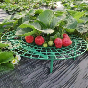 DD3184 garder les fraises de la pourriture croissance des plantes escalade supports vigne pilier cadre pratique fraises supports <span class=keywords><strong>pour</strong></span> jardin - Product Image 4