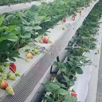 Filet de protection pour fraises au sol, largeur 30 cm, pour serre, support de fruits, écran d'isolation des fruits au sol